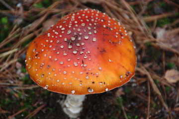 Toxic fly agaric .mushroom during the autumn on the Veluwe area in the netherlands