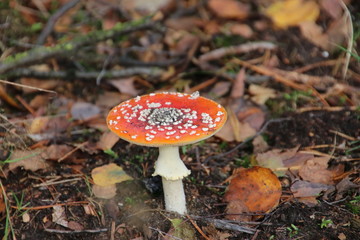 Toxic fly agaric .mushroom during the autumn on the Veluwe area in the netherlands