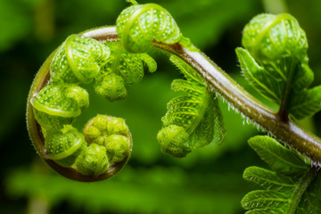 Close up the spiral of leaves.
