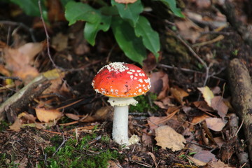 Toxic fly agaric .mushroom during the autumn on the Veluwe area in the netherlands