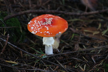 Toxic fly agaric .mushroom during the autumn on the Veluwe area in the netherlands