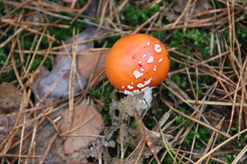 Toxic fly agaric .mushroom during the autumn on the Veluwe area in the netherlands