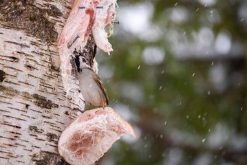 Eurasian tree sparrow (Passer montanus) sitting on lard meat, which is hanged on birch tree trunk