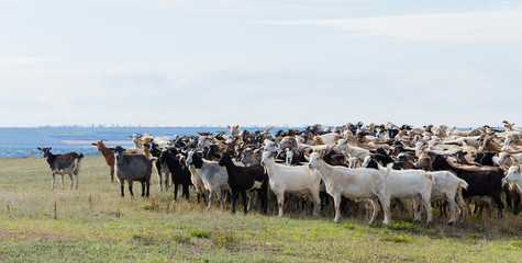 A herd of goats and sheep. Animals graze in the meadow. Pastures of Europe.