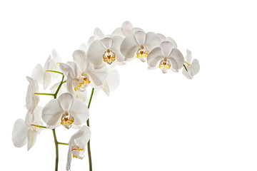 trama de orquídea blanca en un fondo aislado