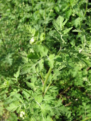 Tanacedum parthenium plant (feverfew) in a garden