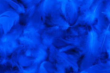 Beautiful abstract colorful purple and blue feathers on black background and soft white pink feather texture on white pattern and blue background