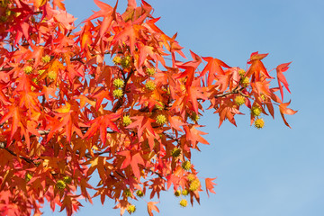 Branch of sweetgum with autumn leaves and fruits against the sky