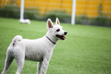 Obraz premium Fun puppies in a private playground 