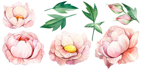 Watercolor Pink Peonies Illustration. Set of peonies on a white background.