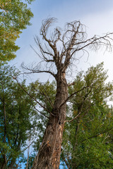 arboles en otoño cerca de Fondon (Almeria) Spain