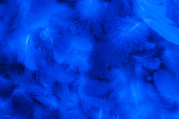 Beautiful abstract colorful purple and blue feathers on black background and soft white pink feather texture on white pattern and blue background