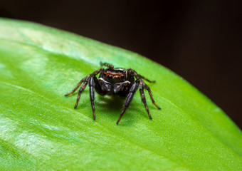 Close up jumping spiders on the leaves .