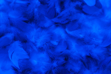 Beautiful abstract colorful purple and blue feathers on black background and soft white pink...
