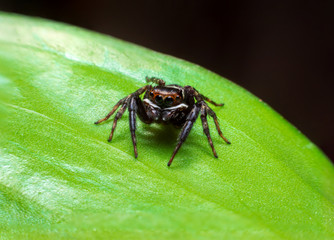 Close up jumping spiders on the leaves .