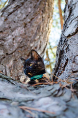 Tortie kitten hidden in the tree