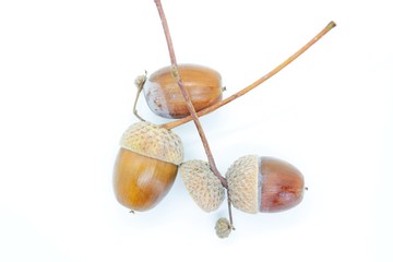 Beautiful acorns are located on a white background