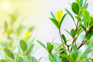 The trees are budding leaves.