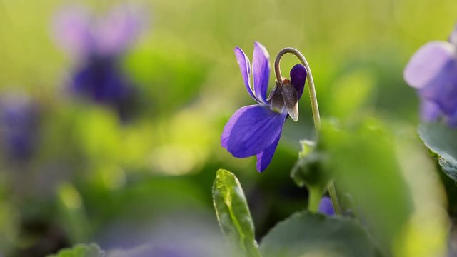Viola Odorata Bloom.