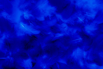Obraz na płótnie Canvas Beautiful abstract colorful purple and blue feathers on black background and soft white pink feather texture on white pattern and blue background