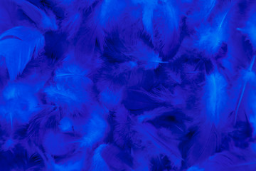 Beautiful abstract colorful purple and blue feathers on black background and soft white pink feather texture on white pattern and blue background