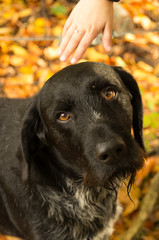 petting a dog. dog looks at camera. child hand reaches for dog. short depth of field. dog looks as it thinks 'do i want this?'