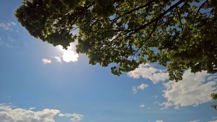 trees and blue sky