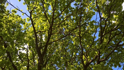 green leaves of tree