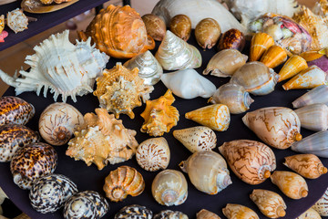 Muscheln zum Verkauf in Thailand