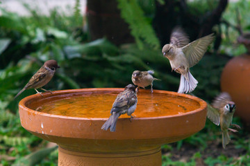Little birds are take bath