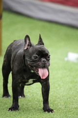 Fun puppies in a private playground	