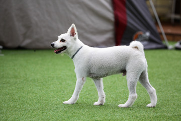 Obraz premium Fun puppies in a private playground 