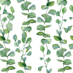 Watercolor hand painted silver dollar eucalyptus pattern . Greenery branches and leaves isolated on white seamless background.  Floral illustration for wrapping paper, print and textile fabric