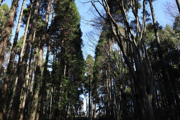 Fototapeta premium 森林