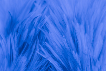 Beautiful abstract colorful blue and purple feathers on black background and soft white pink feather texture on white pattern and purple background