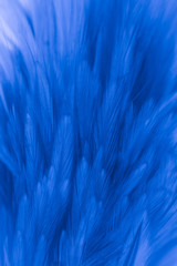 Beautiful abstract colorful blue and purple feathers on black background and soft white pink feather texture on white pattern and purple background