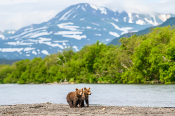 Ruling the landscape, brown bears of Kamchatka (Ursus arctos beringianus)