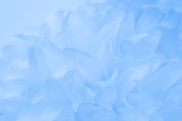 Beautiful abstract color purple and blue flowers on white background and light blue flower frame and purple leaves texture 