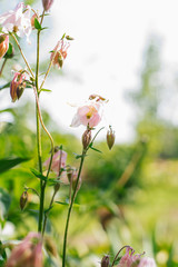 Pink flowers Aquilegia in the garden in summer bloom