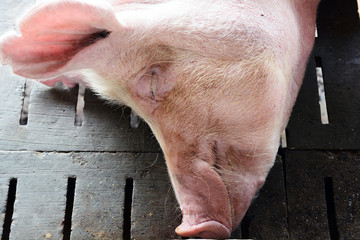 Pig indoor on a farm yard in Thailand , Portrait pig animal