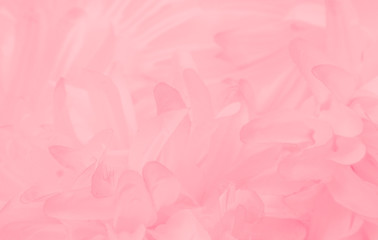 Obraz premium Beautiful abstract color white and pink flowers on white background and white flower frame and orange leaves background texture, flowers banner