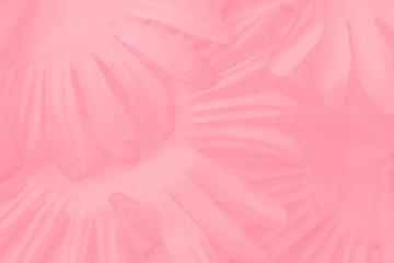 Obraz premium Beautiful abstract color white and pink flowers on white background and white flower frame and orange leaves background texture, flowers banner