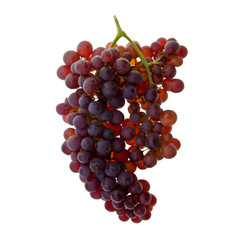 Grape or fresh grapes on a background new.