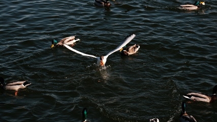 A flock of ducks and gulls swim in the lake in search of food.