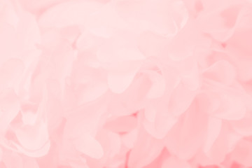Beautiful abstract color white and pink flowers on white background and white flower frame and orange leaves background texture, flowers banner