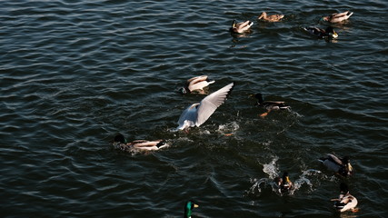 many ducks and gulls float chaotically in the water. Ducks on a lake. Large flock of ducks and gulls swim in lake