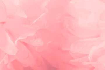 Fototapeta premium Beautiful abstract color white and pink flowers on white background and white flower frame and orange leaves background texture, flowers banner