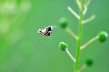 wasps mating while flying