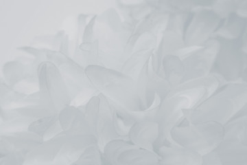 Beautiful abstract color blue and white flowers on white  background and pink flower frame and white and  background texture, flowers banner 