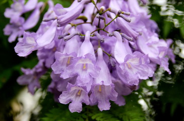 jakaranda flowers in the garden
